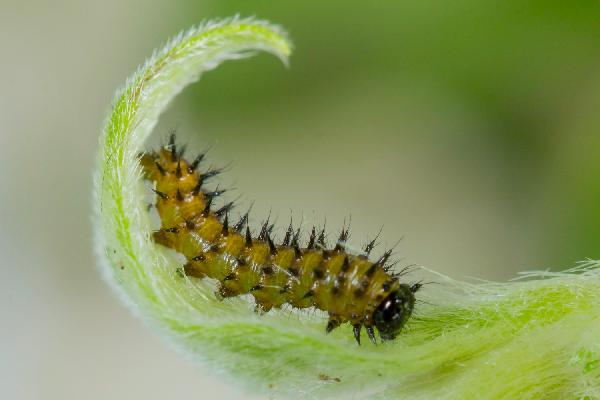 Second instar larva of Catacroptera cloanthe